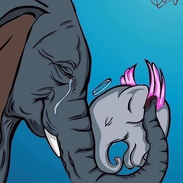 Kerala pregnant elephant news