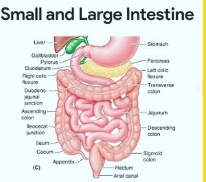 Small and large intestines