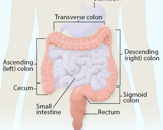 intestines and stomch