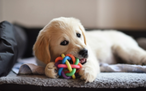 Puppy_Chewing-dog-teether