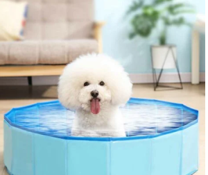 dog-pool