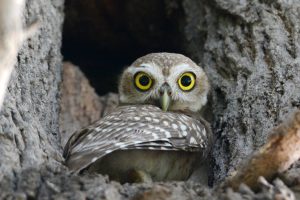 owl- vhicle of godess shri luxmi ji