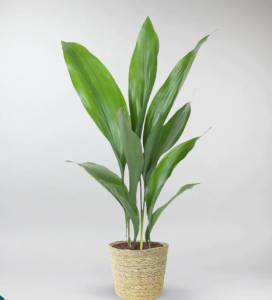 Aspidistra plant suiitable for bathroom