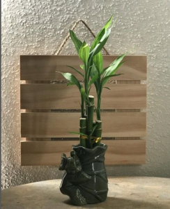 Bamboo plants for bathroom