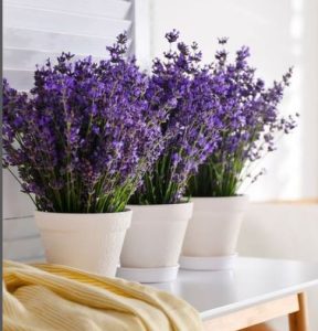 Lavender plant fight with anxiety and depression