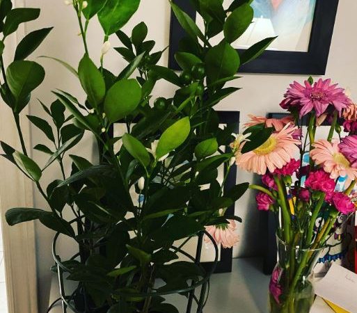 top smelling indoor plants