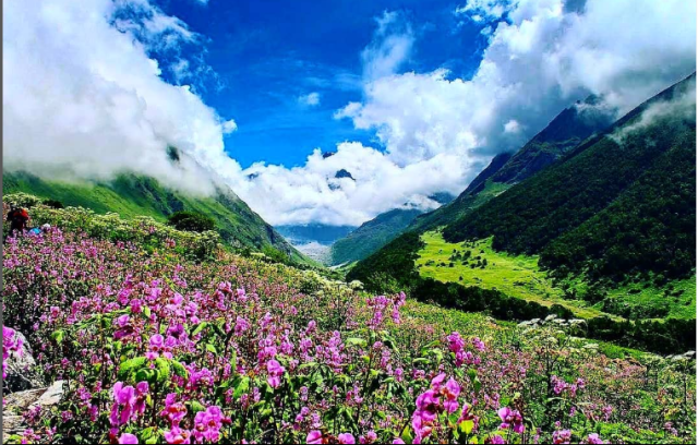 Beautfiful Valley of flower national park Uttarakhand - India