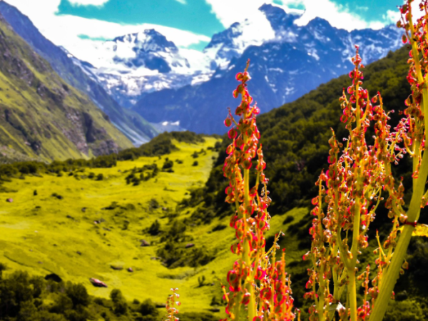 Valley of flowers- Uttarakhand