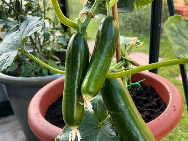 how to plant cucumber in home