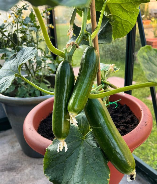 how to plant cucumber in home