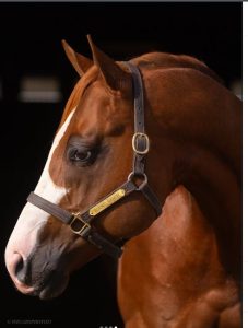 Beautiful Horse