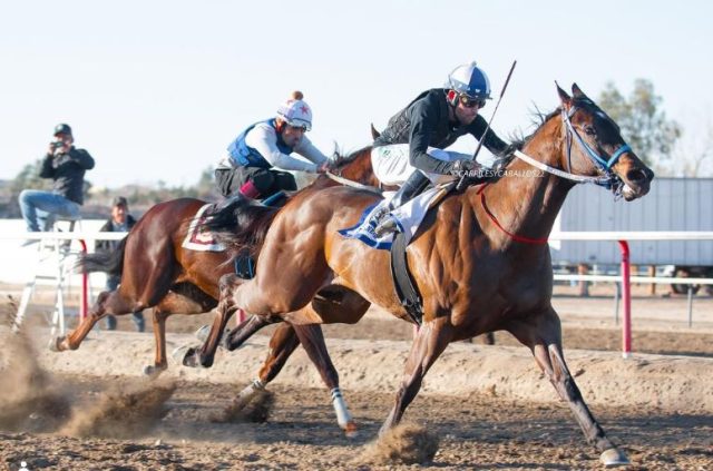 Horse racing at Turf Paradise- horses