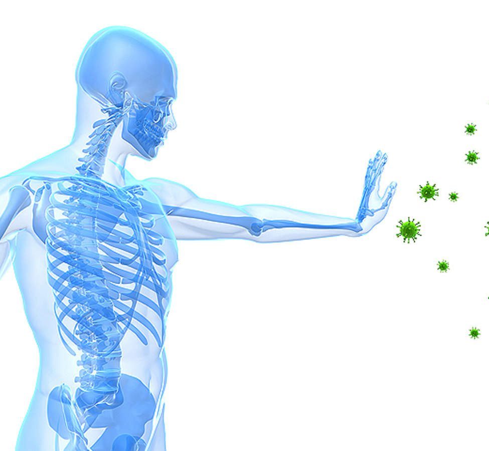 What is immune System in human body