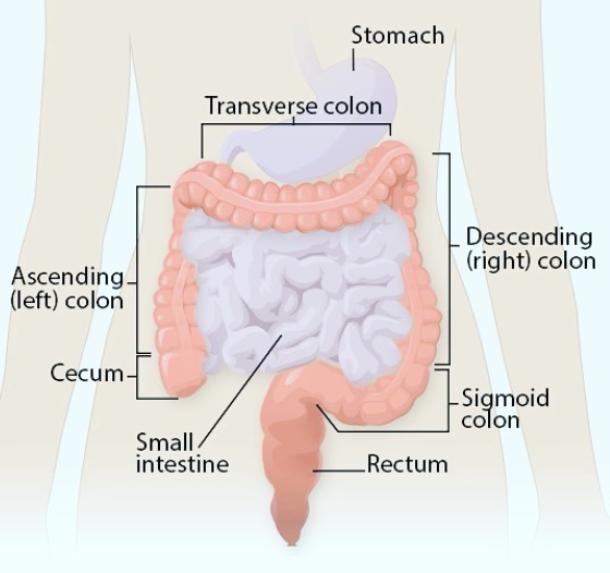 intestines and stomch