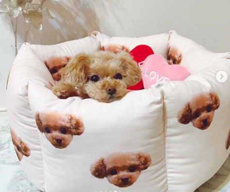 dog-owner-gift-dog-bed